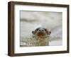 Giant River Otter, Pantanal, Brazil-Joe & Mary Ann McDonald-Framed Photographic Print