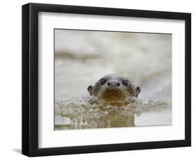 Giant River Otter, Pantanal, Brazil-Joe & Mary Ann McDonald-Framed Photographic Print