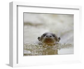 Giant River Otter, Pantanal, Brazil-Joe & Mary Ann McDonald-Framed Photographic Print