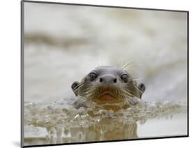 Giant River Otter, Pantanal, Brazil-Joe & Mary Ann McDonald-Mounted Photographic Print