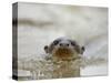 Giant River Otter, Pantanal, Brazil-Joe & Mary Ann McDonald-Stretched Canvas