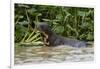 Giant river otter, Pantanal, Mato Grosso, Brazil.-Sergio Pitamitz-Framed Photographic Print