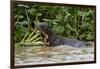 Giant river otter, Pantanal, Mato Grosso, Brazil.-Sergio Pitamitz-Framed Photographic Print