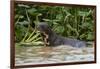 Giant river otter, Pantanal, Mato Grosso, Brazil.-Sergio Pitamitz-Framed Photographic Print