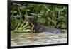 Giant river otter, Pantanal, Mato Grosso, Brazil.-Sergio Pitamitz-Framed Photographic Print