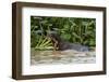 Giant river otter, Pantanal, Mato Grosso, Brazil.-Sergio Pitamitz-Framed Photographic Print