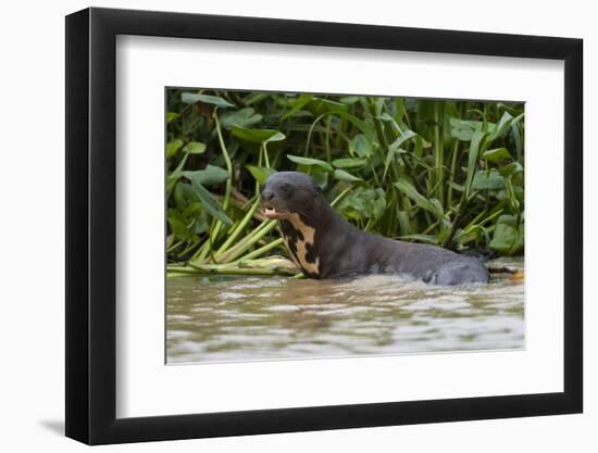 Giant river otter, Pantanal, Mato Grosso, Brazil.-Sergio Pitamitz-Framed Photographic Print