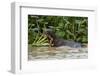 Giant river otter, Pantanal, Mato Grosso, Brazil.-Sergio Pitamitz-Framed Photographic Print