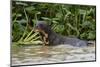 Giant river otter, Pantanal, Mato Grosso, Brazil.-Sergio Pitamitz-Mounted Photographic Print