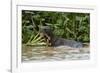 Giant river otter, Pantanal, Mato Grosso, Brazil.-Sergio Pitamitz-Framed Photographic Print