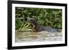 Giant river otter, Pantanal, Mato Grosso, Brazil.-Sergio Pitamitz-Framed Photographic Print