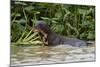 Giant river otter, Pantanal, Mato Grosso, Brazil.-Sergio Pitamitz-Mounted Photographic Print