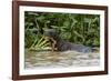 Giant river otter, Pantanal, Mato Grosso, Brazil.-Sergio Pitamitz-Framed Photographic Print