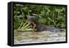 Giant river otter, Pantanal, Mato Grosso, Brazil.-Sergio Pitamitz-Framed Stretched Canvas