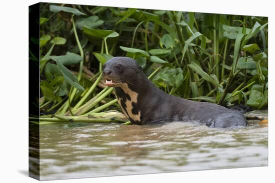 Giant river otter, Pantanal, Mato Grosso, Brazil.-Sergio Pitamitz-Stretched Canvas