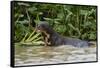 Giant river otter, Pantanal, Mato Grosso, Brazil.-Sergio Pitamitz-Framed Stretched Canvas