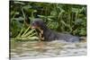 Giant river otter, Pantanal, Mato Grosso, Brazil.-Sergio Pitamitz-Stretched Canvas