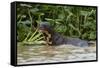 Giant river otter, Pantanal, Mato Grosso, Brazil.-Sergio Pitamitz-Framed Stretched Canvas