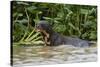 Giant river otter, Pantanal, Mato Grosso, Brazil.-Sergio Pitamitz-Stretched Canvas