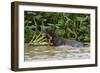 Giant river otter, Pantanal, Mato Grosso, Brazil.-Sergio Pitamitz-Framed Photographic Print