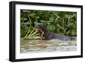 Giant river otter, Pantanal, Mato Grosso, Brazil.-Sergio Pitamitz-Framed Photographic Print