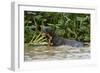 Giant river otter, Pantanal, Mato Grosso, Brazil.-Sergio Pitamitz-Framed Photographic Print