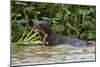 Giant river otter, Pantanal, Mato Grosso, Brazil.-Sergio Pitamitz-Mounted Photographic Print