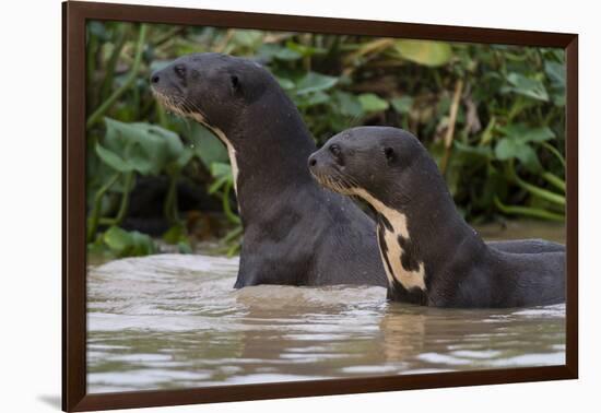 Giant river otter, Pantanal, Mato Grosso, Brazil.-Sergio Pitamitz-Framed Photographic Print