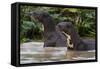 Giant river otter, Pantanal, Mato Grosso, Brazil.-Sergio Pitamitz-Framed Stretched Canvas