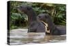 Giant river otter, Pantanal, Mato Grosso, Brazil.-Sergio Pitamitz-Stretched Canvas