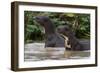 Giant river otter, Pantanal, Mato Grosso, Brazil.-Sergio Pitamitz-Framed Photographic Print