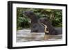 Giant river otter, Pantanal, Mato Grosso, Brazil.-Sergio Pitamitz-Framed Photographic Print