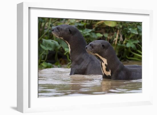 Giant river otter, Pantanal, Mato Grosso, Brazil.-Sergio Pitamitz-Framed Photographic Print