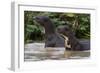 Giant river otter, Pantanal, Mato Grosso, Brazil.-Sergio Pitamitz-Framed Photographic Print