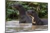 Giant river otter, Pantanal, Mato Grosso, Brazil.-Sergio Pitamitz-Mounted Photographic Print