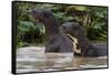 Giant river otter, Pantanal, Mato Grosso, Brazil.-Sergio Pitamitz-Framed Stretched Canvas