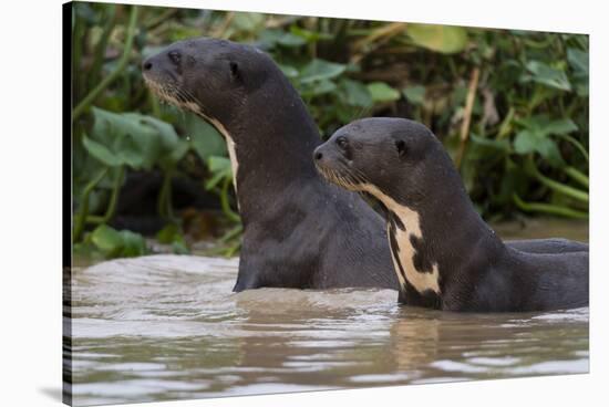 Giant river otter, Pantanal, Mato Grosso, Brazil.-Sergio Pitamitz-Stretched Canvas