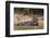 Giant river otter (Pteronura brasiliensis), Pantanal, Mato Grosso, Brazil, South America-Sergio Pitamitz-Framed Photographic Print