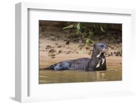 Giant river otter (Pteronura brasiliensis), Pantanal, Mato Grosso, Brazil, South America-Sergio Pitamitz-Framed Photographic Print