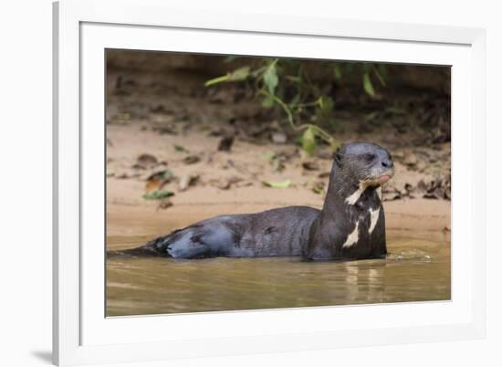 Giant river otter (Pteronura brasiliensis), Pantanal, Mato Grosso, Brazil, South America-Sergio Pitamitz-Framed Photographic Print