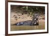 Giant river otter (Pteronura brasiliensis), Pantanal, Mato Grosso, Brazil, South America-Sergio Pitamitz-Framed Photographic Print