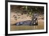 Giant river otter (Pteronura brasiliensis), Pantanal, Mato Grosso, Brazil, South America-Sergio Pitamitz-Framed Photographic Print