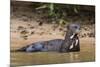 Giant river otter (Pteronura brasiliensis), Pantanal, Mato Grosso, Brazil, South America-Sergio Pitamitz-Mounted Photographic Print