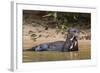 Giant river otter (Pteronura brasiliensis), Pantanal, Mato Grosso, Brazil, South America-Sergio Pitamitz-Framed Photographic Print