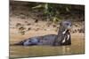 Giant river otter (Pteronura brasiliensis), Pantanal, Mato Grosso, Brazil, South America-Sergio Pitamitz-Mounted Photographic Print
