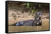 Giant river otter (Pteronura brasiliensis), Pantanal, Mato Grosso, Brazil, South America-Sergio Pitamitz-Framed Stretched Canvas