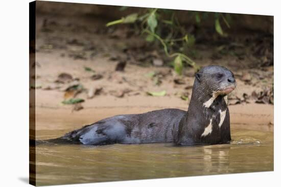 Giant river otter (Pteronura brasiliensis), Pantanal, Mato Grosso, Brazil, South America-Sergio Pitamitz-Stretched Canvas