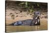 Giant river otter (Pteronura brasiliensis), Pantanal, Mato Grosso, Brazil, South America-Sergio Pitamitz-Stretched Canvas