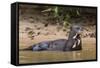 Giant river otter (Pteronura brasiliensis), Pantanal, Mato Grosso, Brazil, South America-Sergio Pitamitz-Framed Stretched Canvas