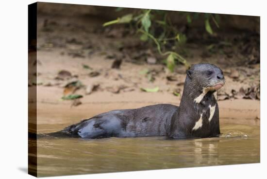 Giant river otter (Pteronura brasiliensis), Pantanal, Mato Grosso, Brazil, South America-Sergio Pitamitz-Stretched Canvas